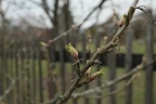 bunt 31