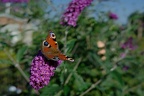 bunt 66